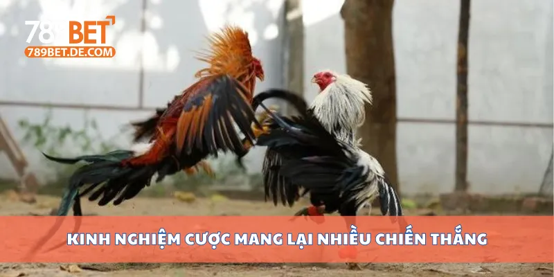 Kinh nghiệm cược mang lại nhiều chiến thắng