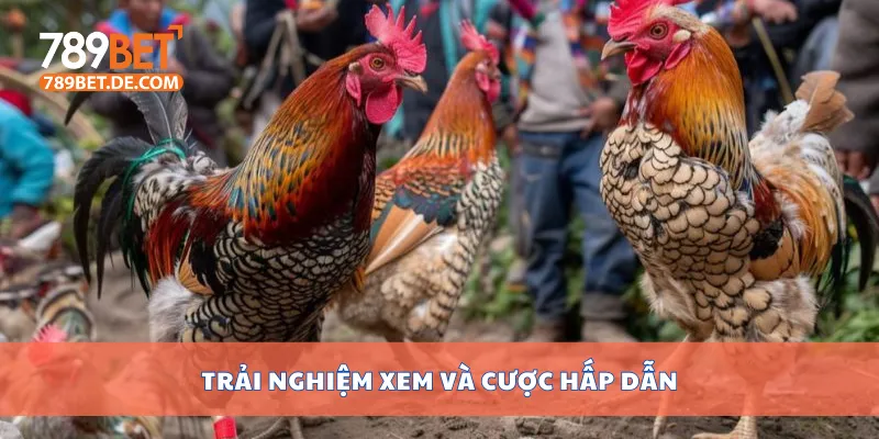 Xem Đá Gà Campuchia Hôm Nay Trực Tiếp Không Giật Lag 4 Trải nghiệm xem và cược hấp dẫn